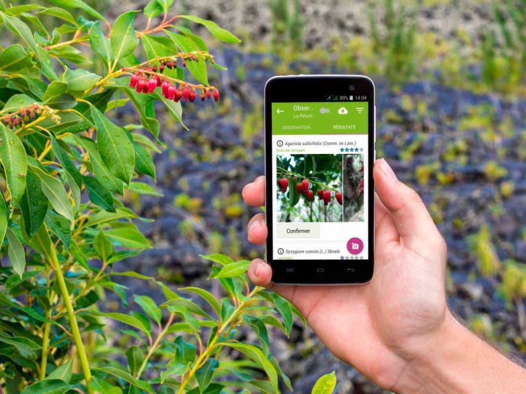 Aplicativos para Identificar Plantas  Conheça os Melhores